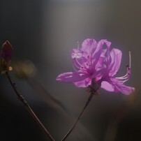 SIGMA(シグマ)のレンズ 105mm F1.4 DG HSM [ライカL用] で撮影