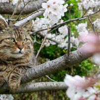 2024.04.02ほっこり島のお花見ネコさん