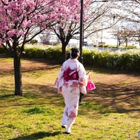 ２０２４汐入公園桜～Ⅱ