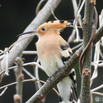 島の野鳥