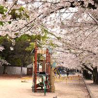 桜満開の公園