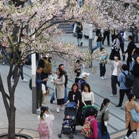 今年の桜も良い桜　１７