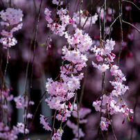 MAMIYA(マミヤ)のレンズ Mamiya C 150mm F3.5N で撮影した写真(画像
