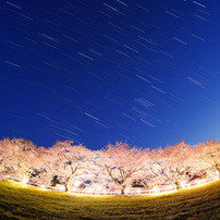 OTHERS(その他)のレンズ TTArtisan 11mm f/2.8 Fisheye [ソニーE
