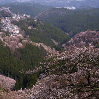 '24吉野山の桜