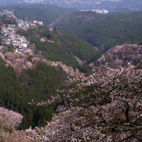 '24吉野山の桜