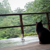 2011年6月11日　雨の新宿御苑