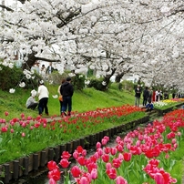 春の小川に by ケンシロウ （ID：12339906） - 写真共有サイト