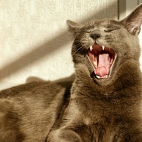 TAMRON(タムロン)のレンズ AF 28-200mm F/3.8-5.6 LD ASPHERICAL[IF