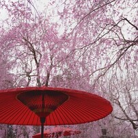 しだれ桜 高見の郷