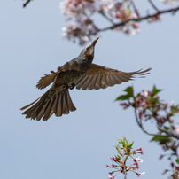 PENTAX(ペンタックス)のレンズ FA☆300mmF4.5ED[IF] で撮影した写真(画像)一覧- 写真共有サイト:PHOTOHITO