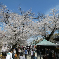 令和６年 川越桜見物(2)