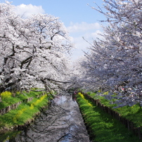 令和６年 川越桜見物(3)