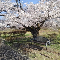 桜の下のベンチ（4月13日）