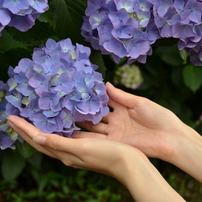 紫陽花の花と手のひら