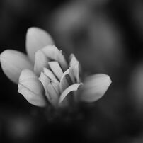 Flowers-B&W　