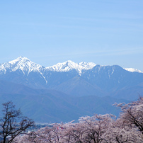 信州の桜