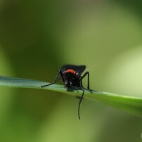 CANON(キヤノン)のレンズ EF180mm F3.5L マクロ USM で撮影した