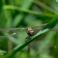 SAMYANG 135mm F2.0 ED UMC ペンタックス用 Samyang 135mm F2.0 ED UMC Review | PCMag