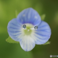 Carl Zeiss Makro-Planar 60mm F2.8 C 作例あり Carl Zeiss Makro Planar 60mm f2.8C Review作例 Contax銘玉神