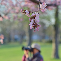 TAMRON(タムロン)のレンズ SP AF 28-75mm F/2.8 XR Di LD