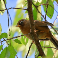 鳥撮　1