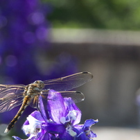 TAMRON(タムロン)のレンズ AF 18-200mm F/3.5-6.3 XR Di II LD