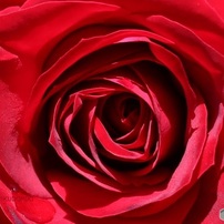 渦巻く花弁