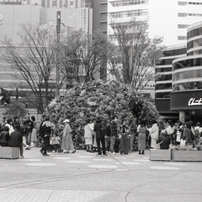 MINOLTA(ミノルタ)のフィルムカメラX-700 で撮影した写真(画像