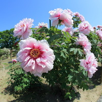 シグマ 10mm F2.8 EX DC FISHEYE HSM キヤノン用 シグマ 10mm F2.8 EX DC FISHEYE HSM (ｷﾔﾉﾝ用) 価格比較 - 価格.com