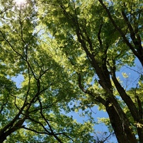 2024年5月9日（木）の六甲高山植物園 2 of 11