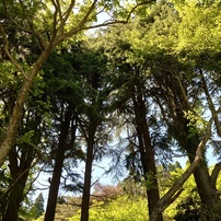 2024年5月9日（木）の六甲高山植物園 3 of 11