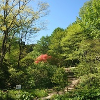 2024年5月9日（木）の六甲高山植物園 7 of 11