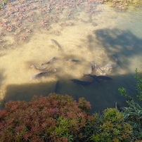 2024年5月9日（木）の六甲高山植物園 9 of 11