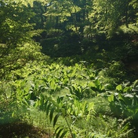 2024年5月9日（木）の六甲高山植物園 10 of 11