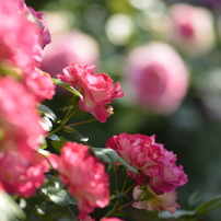 NIKON(ニコン)のレンズ Ai AF Zoom Nikkor ED 80-200mm F2.8D で撮影