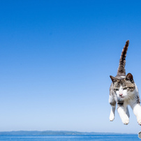 ふわりとね