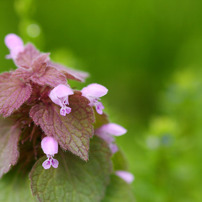 野の花