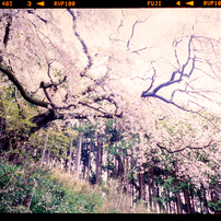 MAMIYA(マミヤ)のレンズ Mamiya C 50mm F4.5 で撮影した写真(画像)一覧