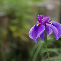 水面よりいずる花菖蒲