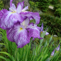 花菖蒲