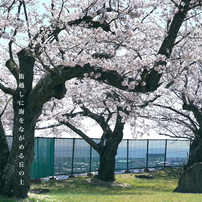 写真歌：高校の桜２：NTW516