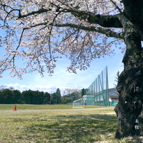 写真句：高校の桜３：NTW517