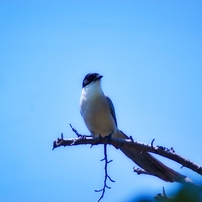 TAMRON(タムロン)のレンズ AF 70-300mm F/4-5.6 Di LD Macro 1:2