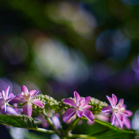 PENTAX(ペンタックス)のレンズ Super-Takumar 55mmF1.8 で撮影した写真