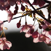 寒桜