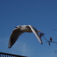 gulls