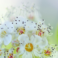 OTHERS(その他)のレンズ LAOWA 90mm F2.8 2x Ultra Macro APO [ライカL