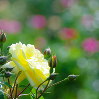 PENTAX(ペンタックス)のレンズ smc PENTAX-DA 18-250mm F3.5-6.3