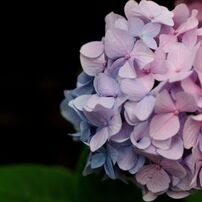 Hydrangea～紫陽花～